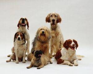 cachorro-mais-inteligente-do-mundo