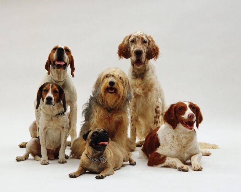 cachorro-mais-inteligente-do-mundo