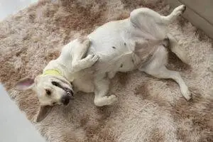 cadela-no-cio