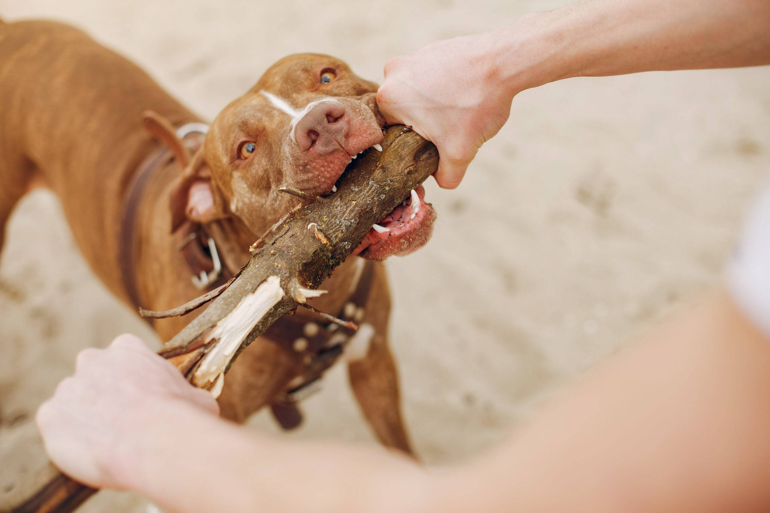 Cachorro pode comer mandioca? Veja se o alimento é seguro!