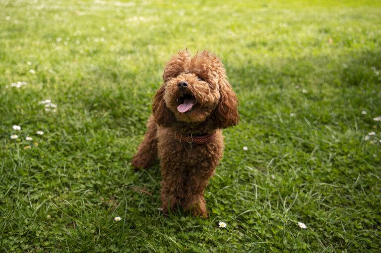 Cachorros pequenos para apartamento: 10 raças indicadas