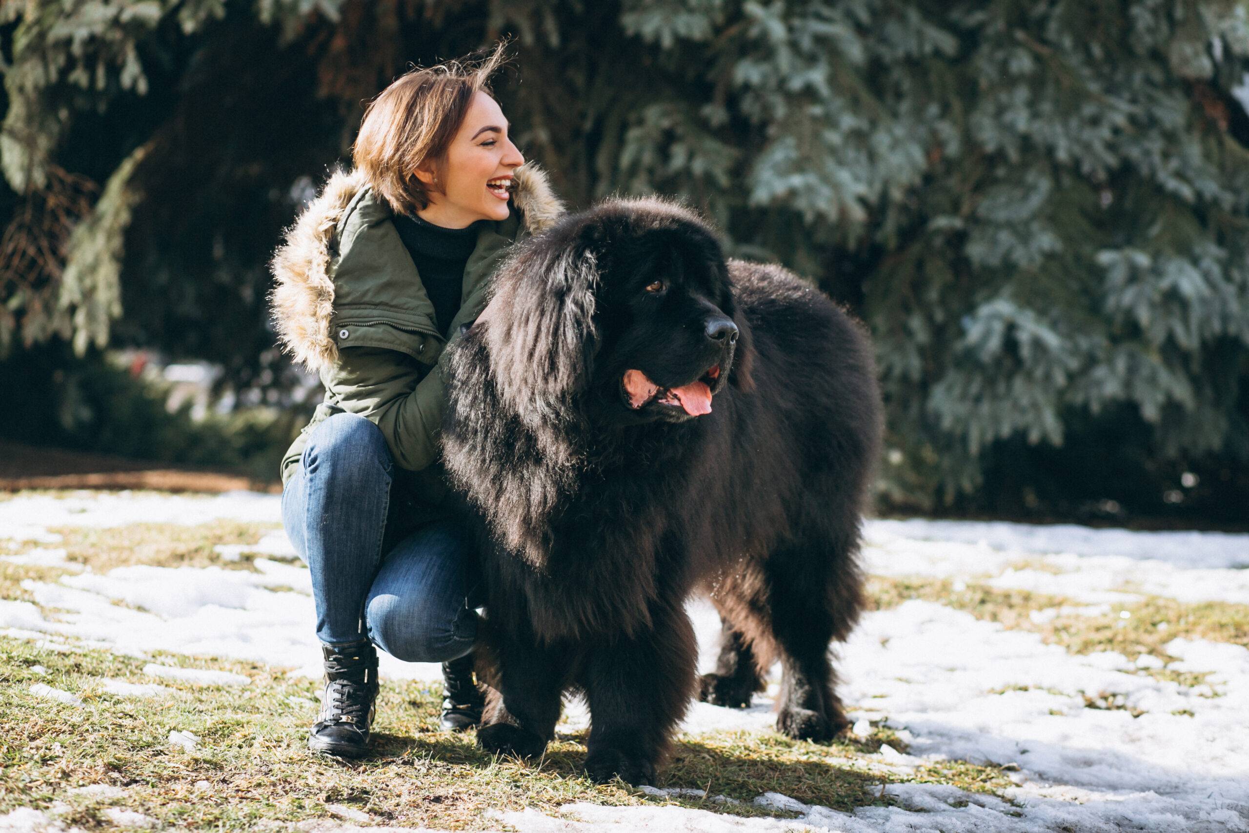 maior-cachorro-do-mundo
