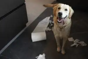cachorro-ofegante