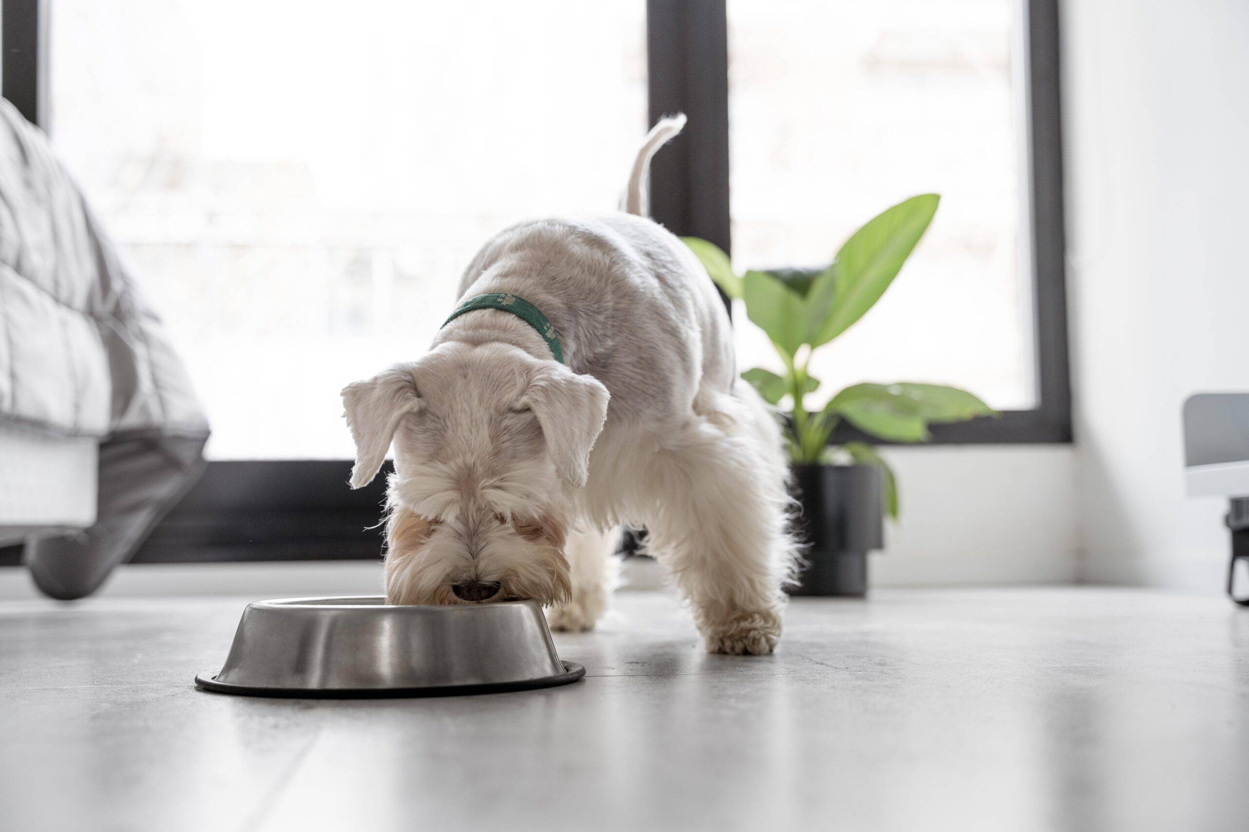 Comedouro para cão: como escolher o melhor modelo para seu Pet
