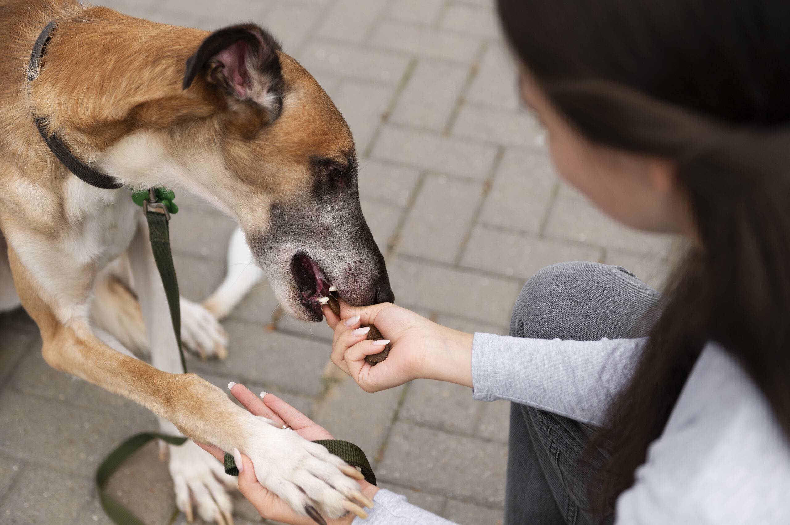 Vermifugação em cães filhotes e adultos: frequência e dicas práticas