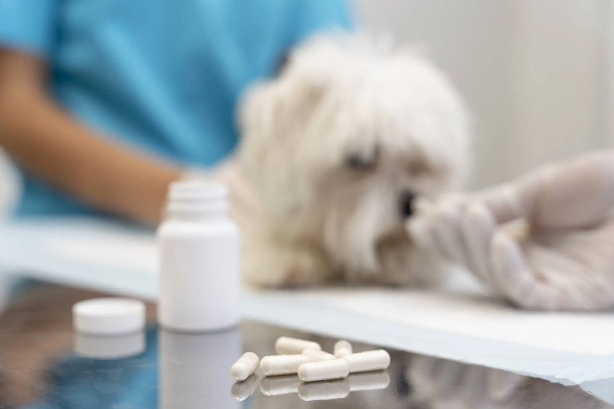 Saiba como dar comprimido para cachorro de forma simples