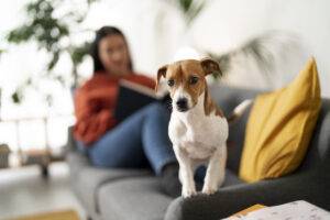 racas-cachorro-pequeno-apartamento