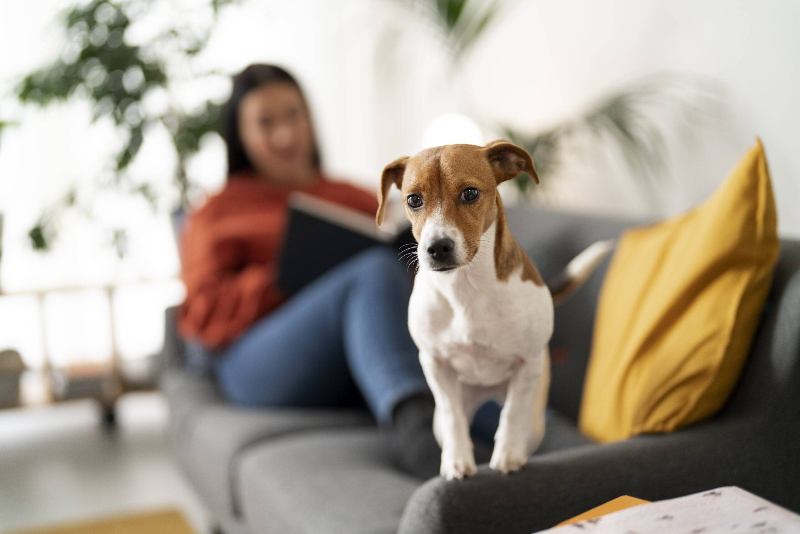 12 raças de cachorro pequeno para quem mora em apartamento