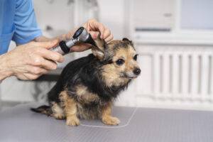 otite-canina