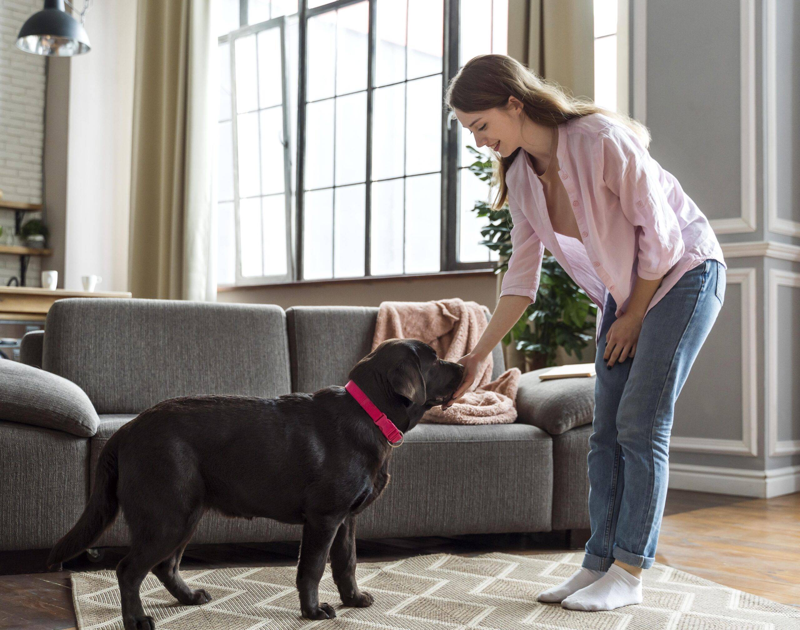 Como ensinar cachorro a fazer xixi no lugar certo? Descubra o guia definitivo agora