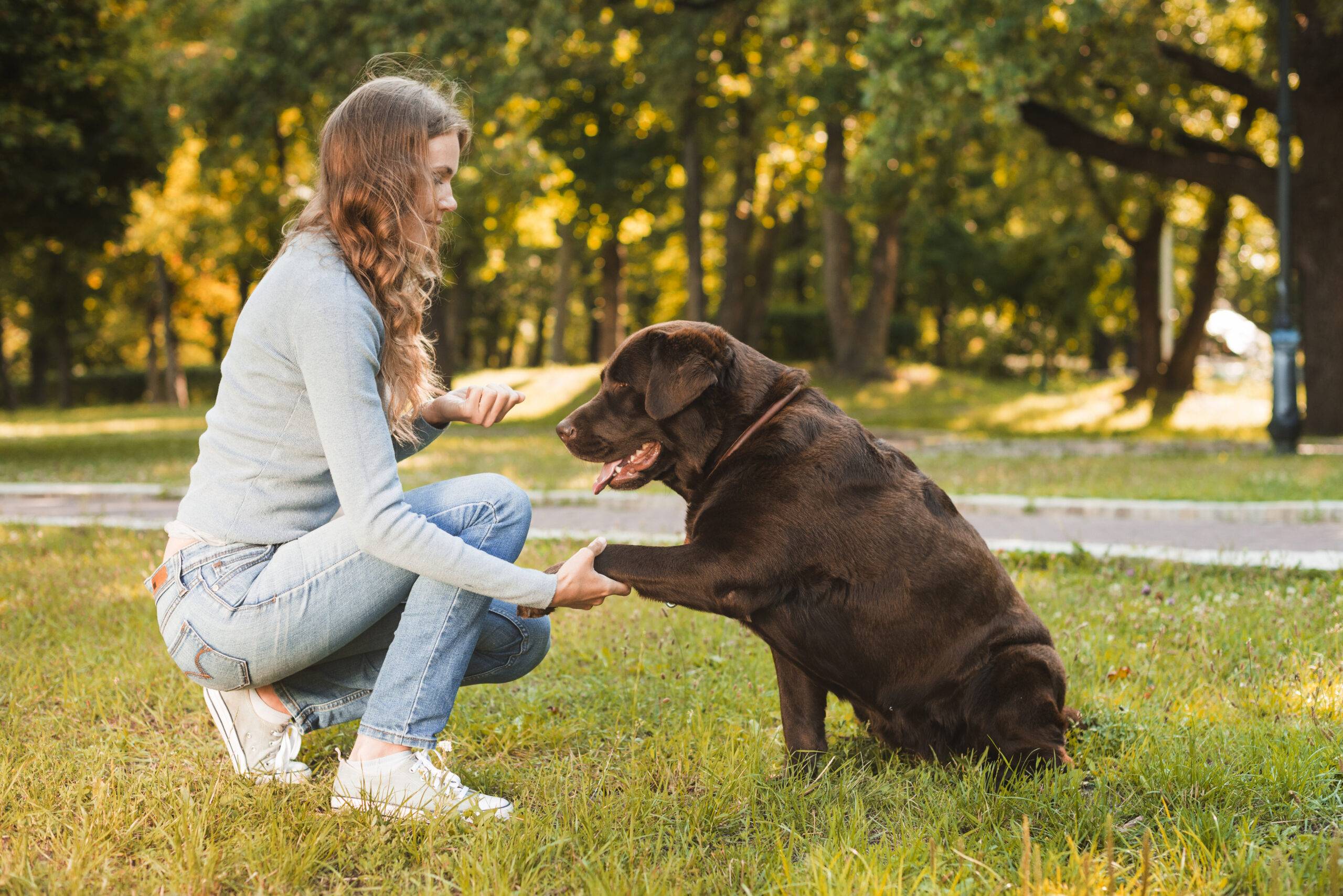 Como adestrar um cachorro em casa: guia para iniciantes