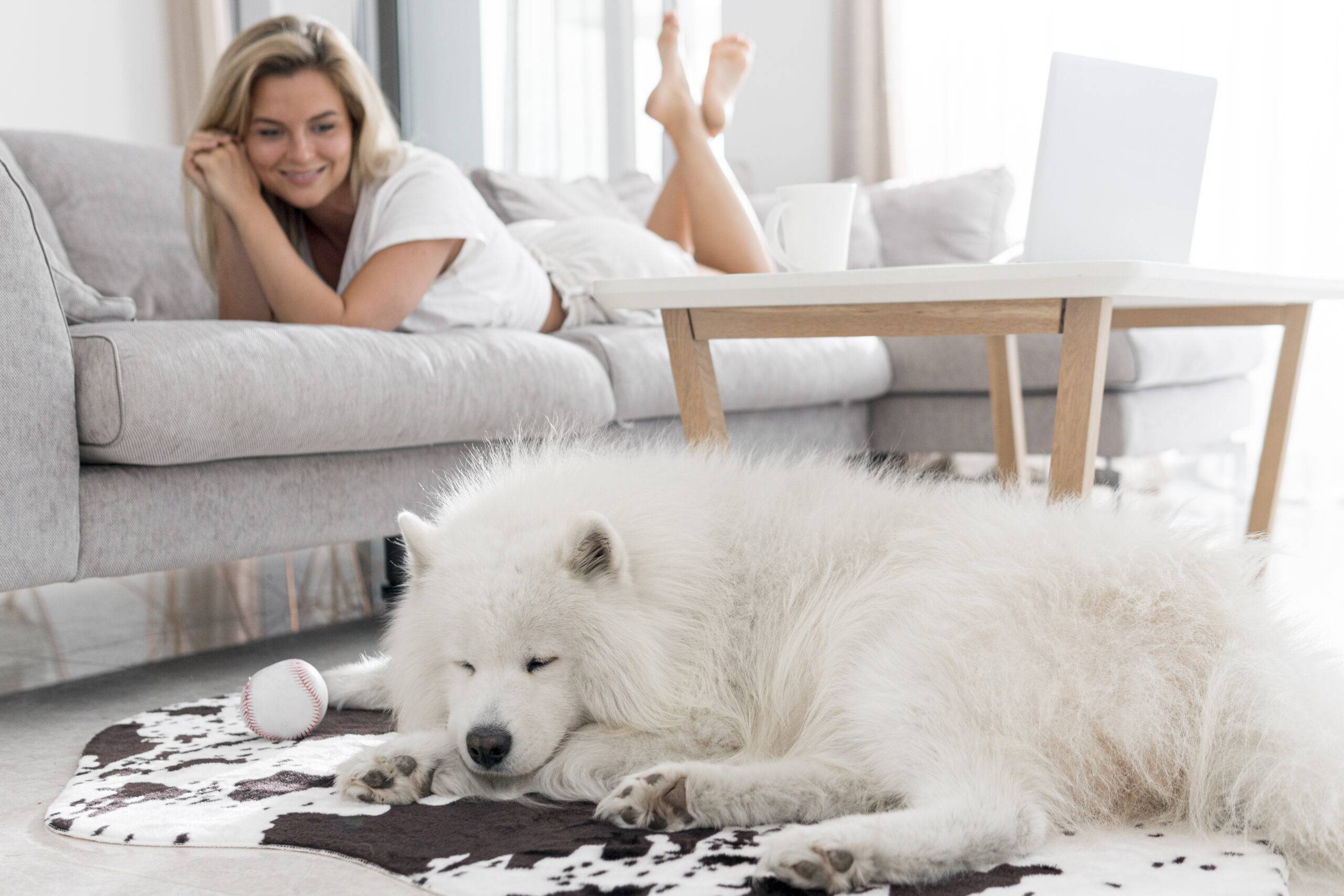 Tapete higiênico para cães: como funciona e qual o melhor?