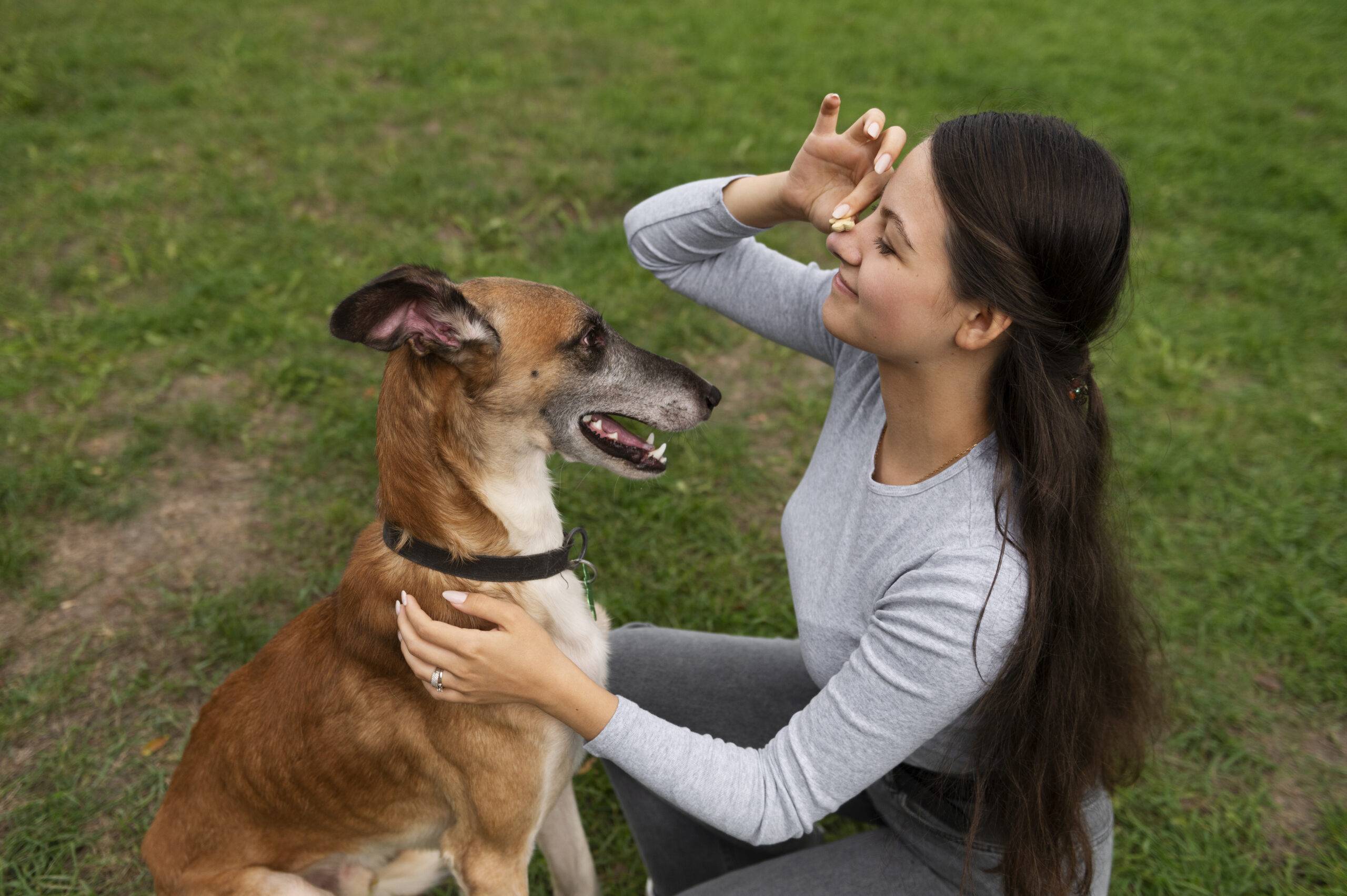 Como os cachorros enxergam? Descubra as cores e formas que eles veem