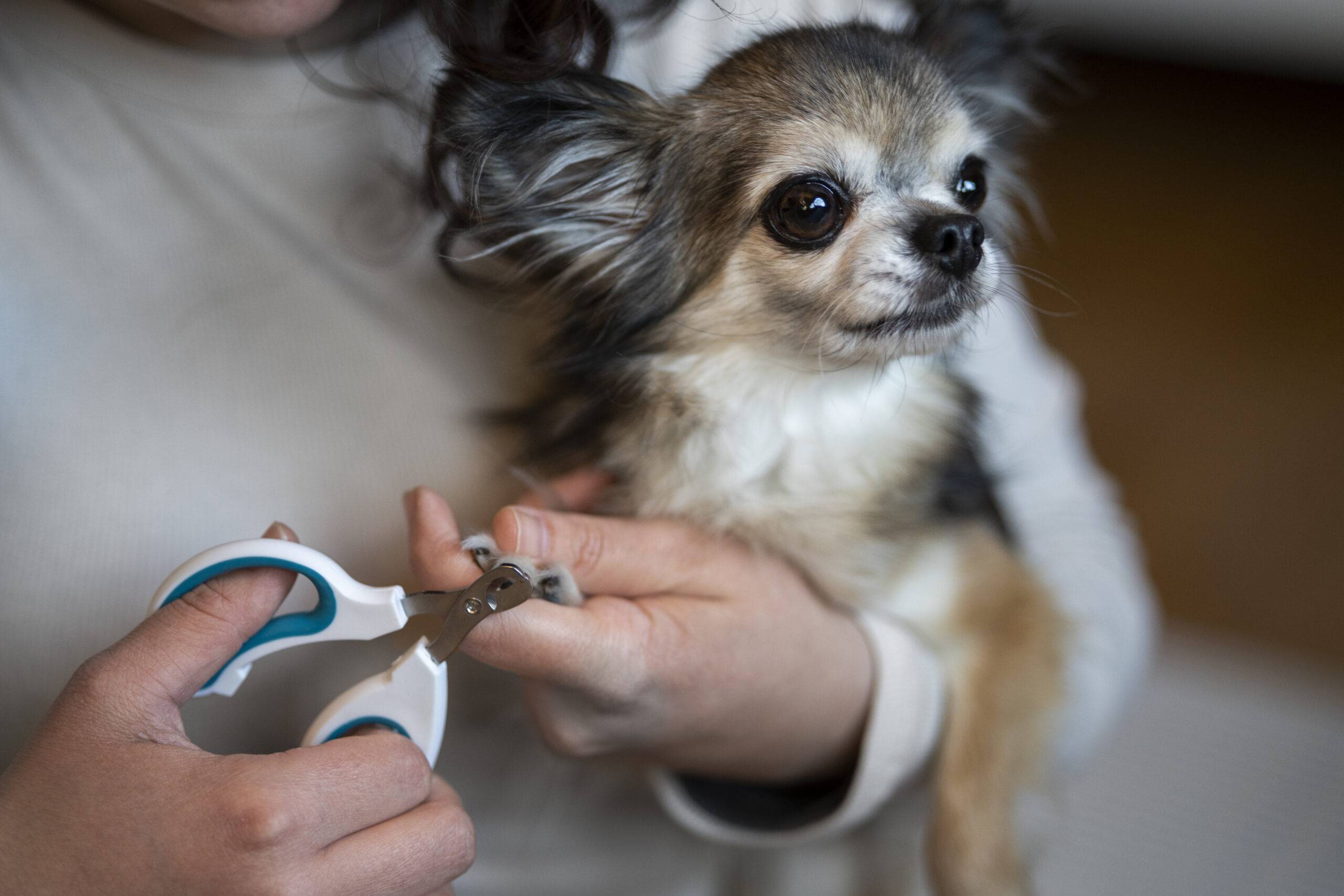 Como cortar as unhas de cachorro: cuidados e passo a passo