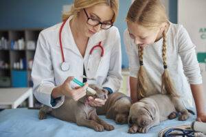 remedio-de-verme-para-cachorro-filhote