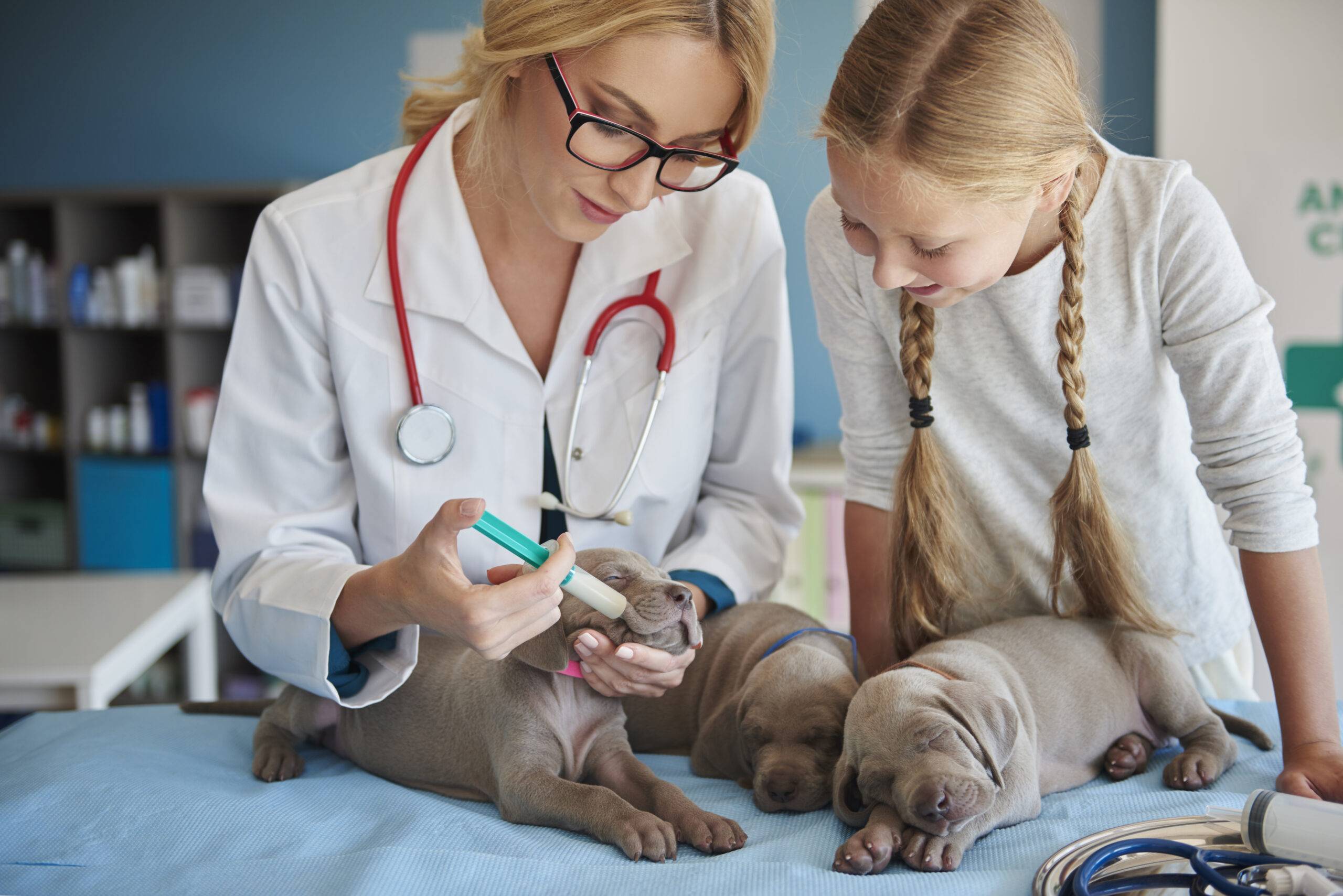 Remédio de verme para cachorro filhote: qual a dose, quando dar e reações