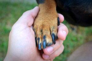 como-cortar-unha-de-cachorro