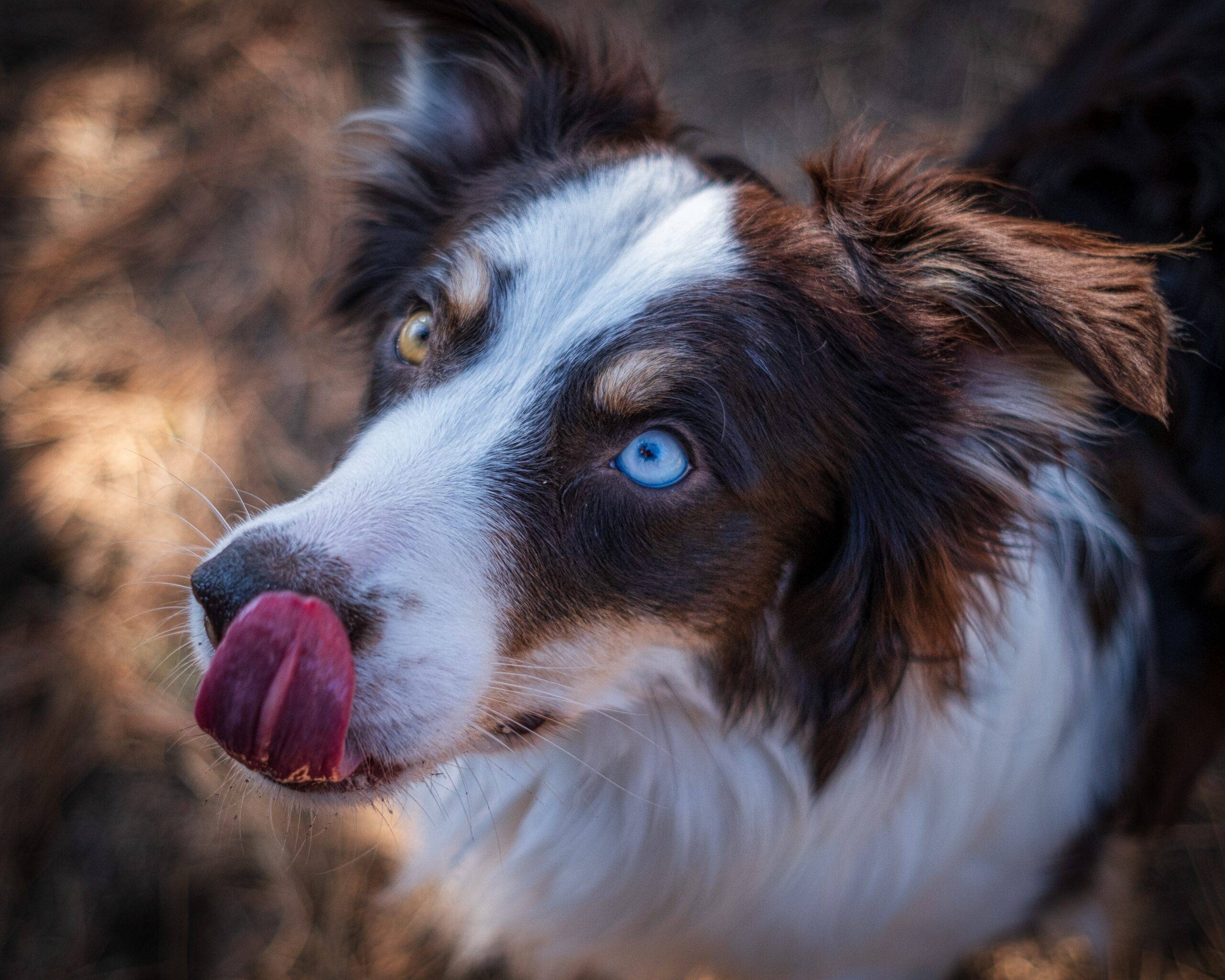 Cachorro pode comer amendoim? Veja quando é saudável e quando evitar