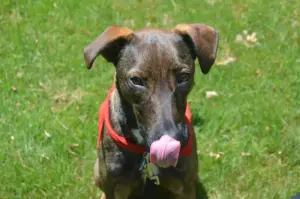 cachorro-pode-comer-tomate