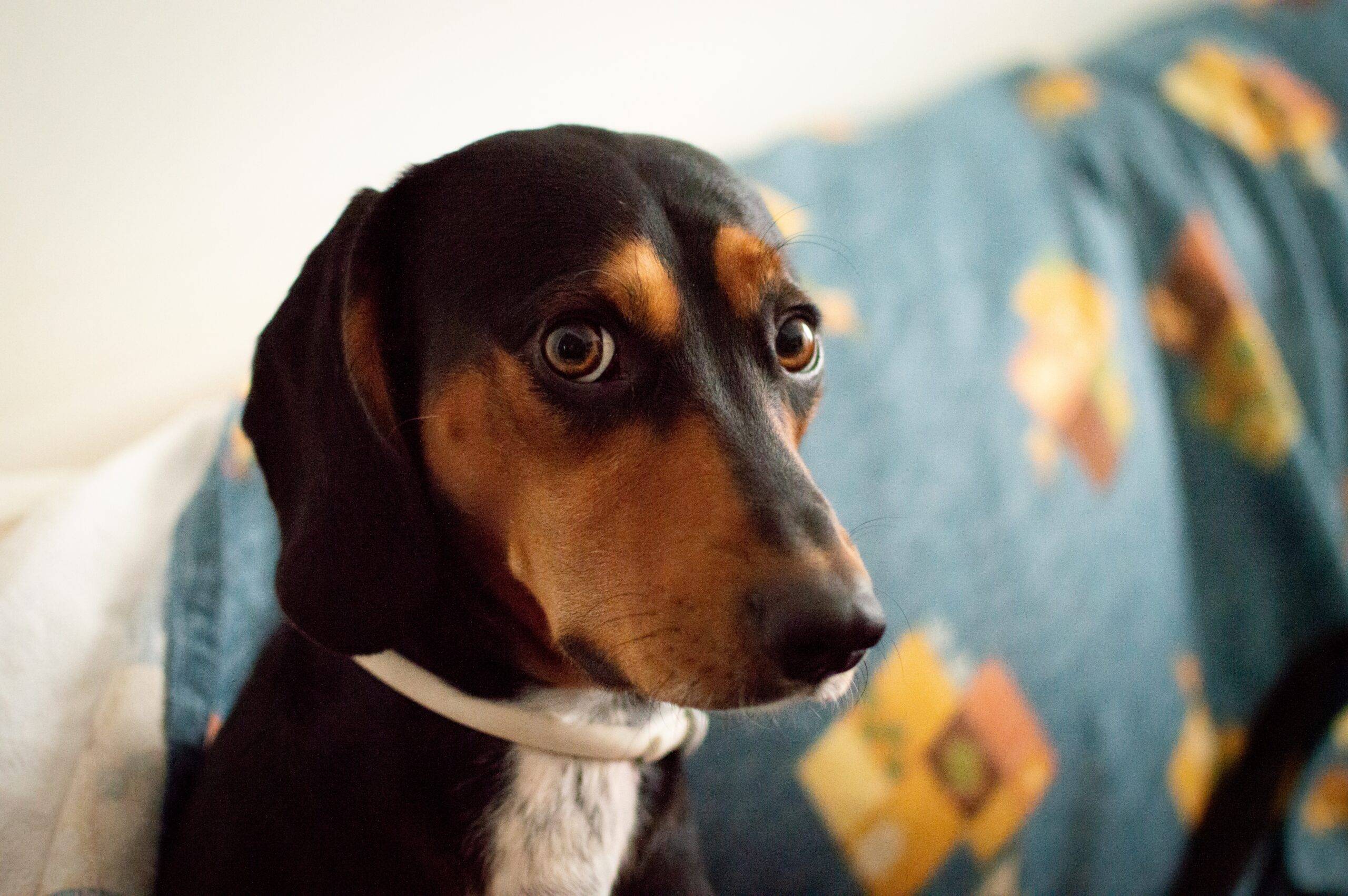 como-desengasgar-cachorro