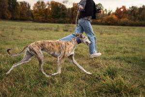 cachorro-de-corrida