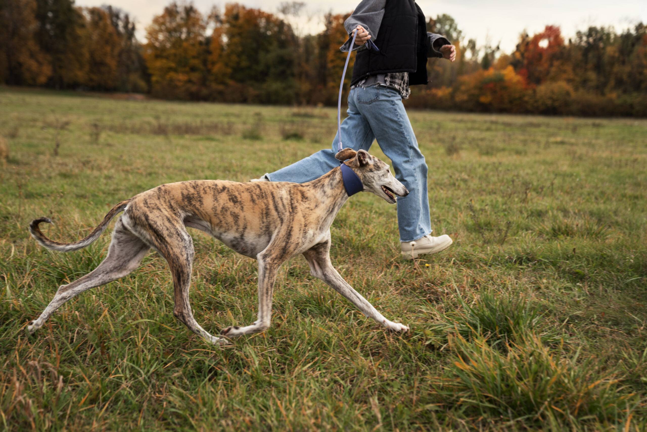 Cachorro de corrida: as melhores raças para acompanhar você nos treinos