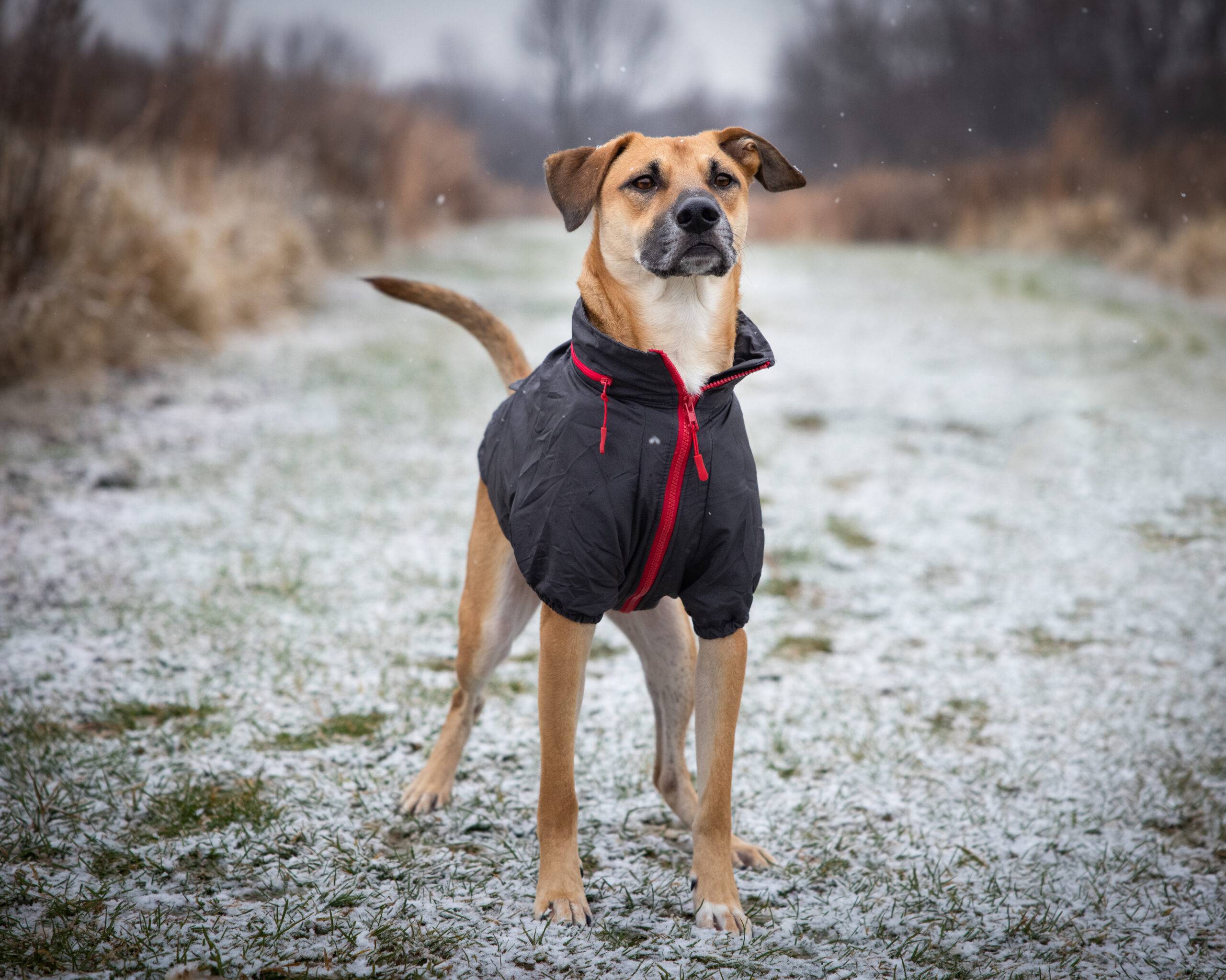 Onde comprar agasalho pra pet? Veja dicas e melhores sites