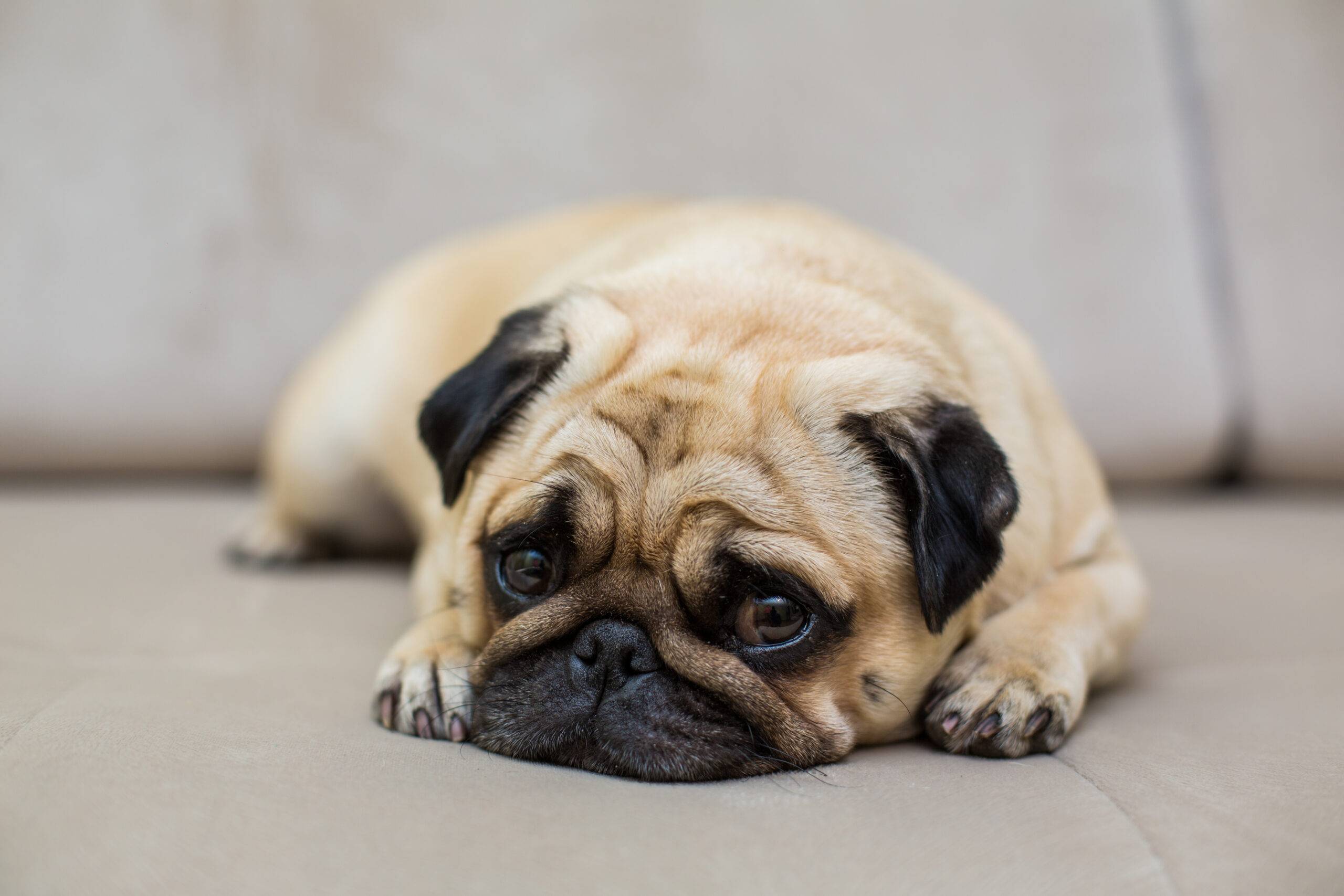Posso dar antialérgico humano para cachorro? Descubra os riscos e alternativas