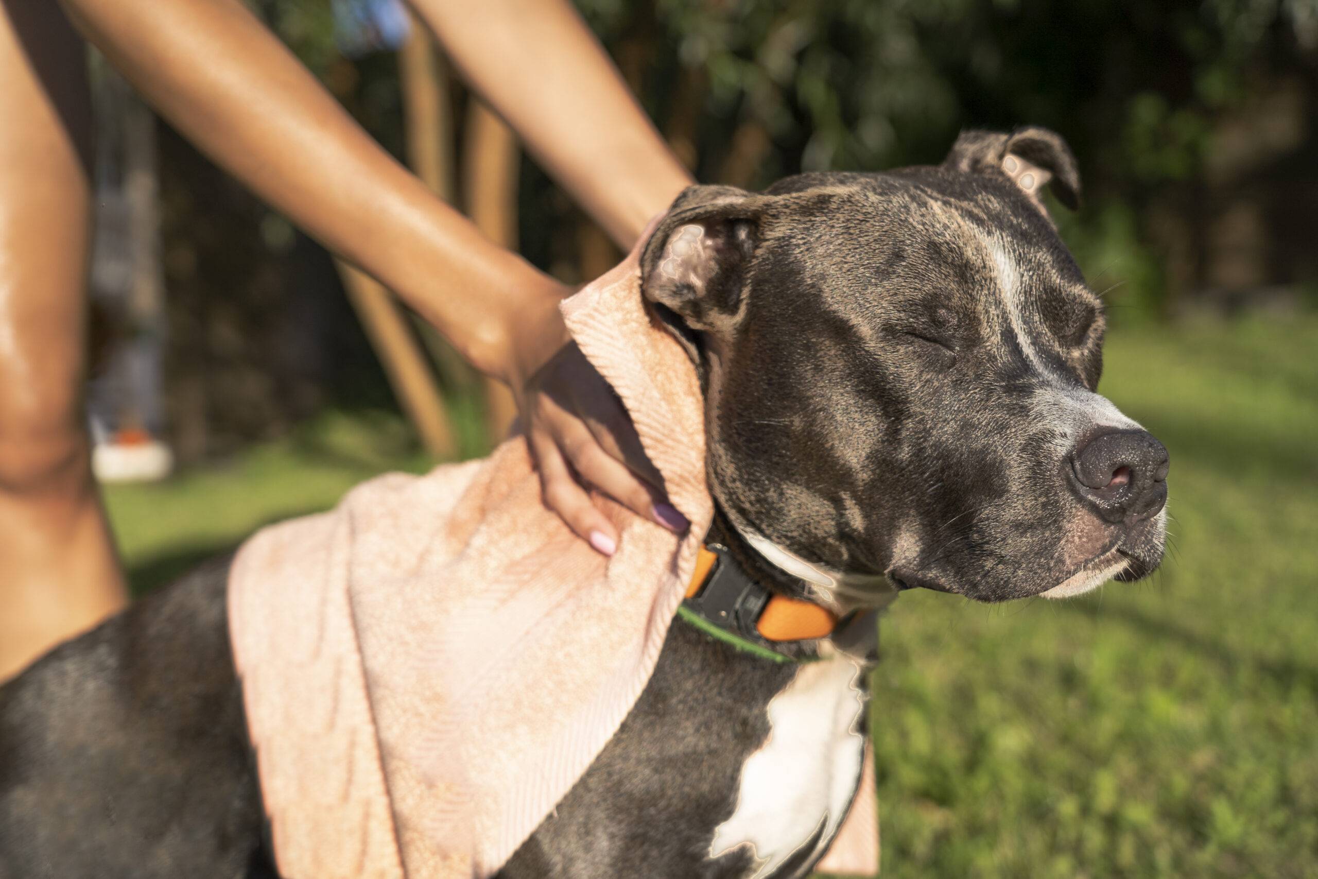 Sarna em cachorro tem cura? Veja quais os sintomas, tipos e tratamento