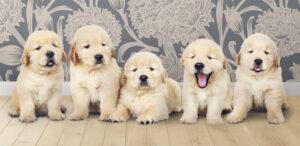 ate-quantos-meses-o-cachorro-come-racao-de-filhote