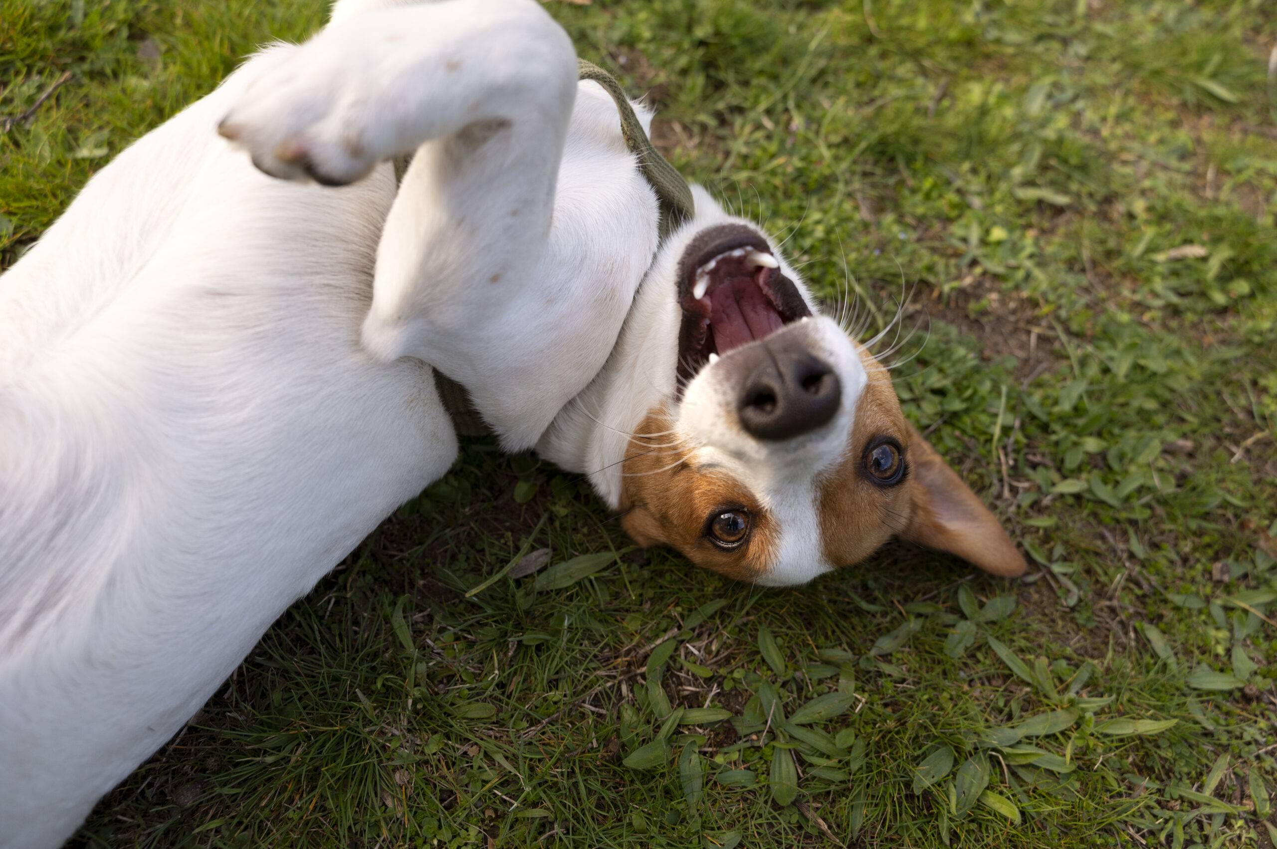 Os melhores nomes para cachorro: criativos, clássicos e originais