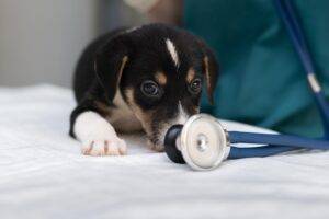 cachorro-com-diarreia
