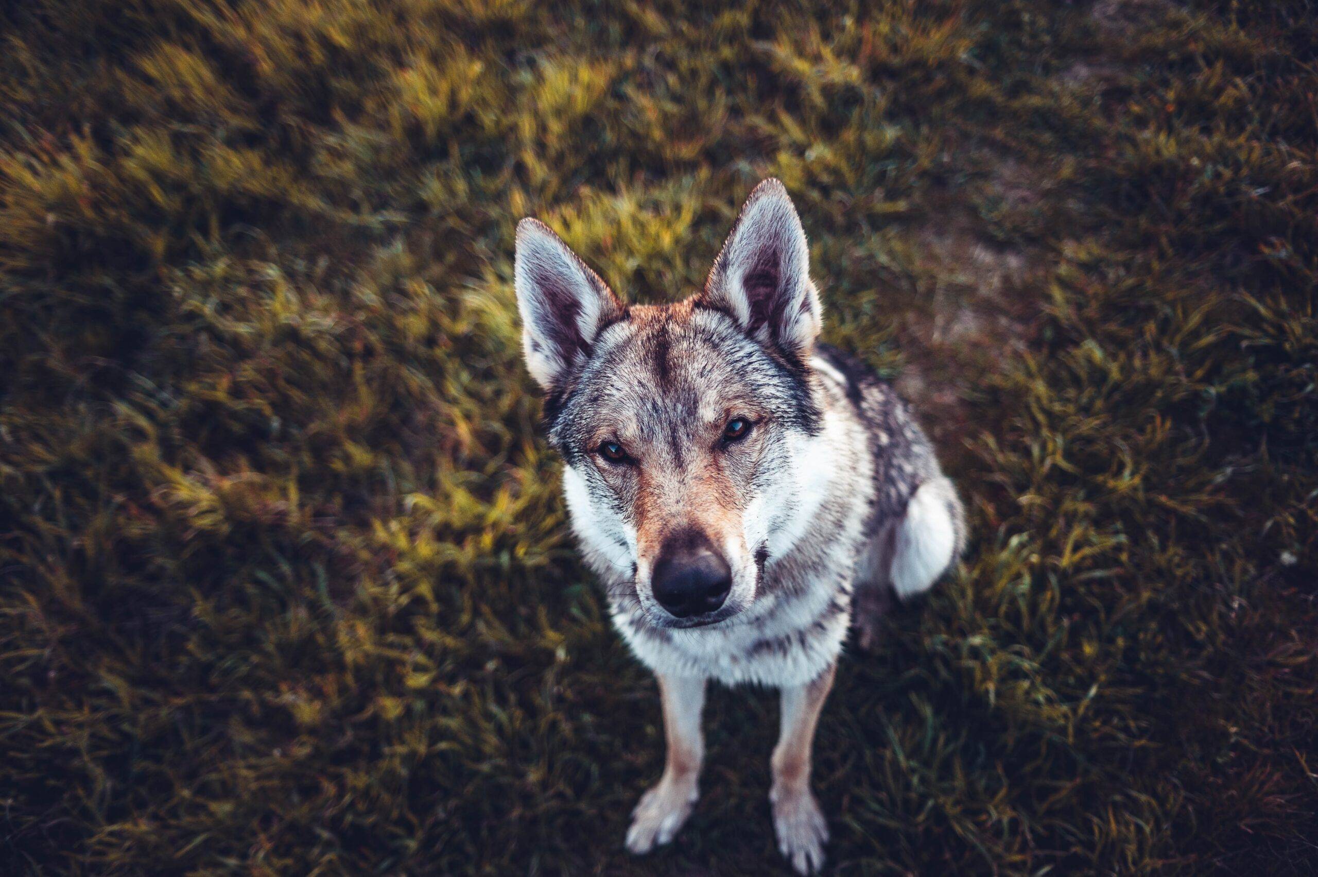 Cachorro que parece lobo: conheça 7 raças com visual selvagem