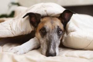 giardia-canina