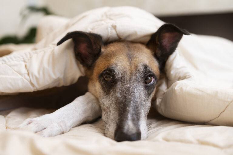 giardia-canina