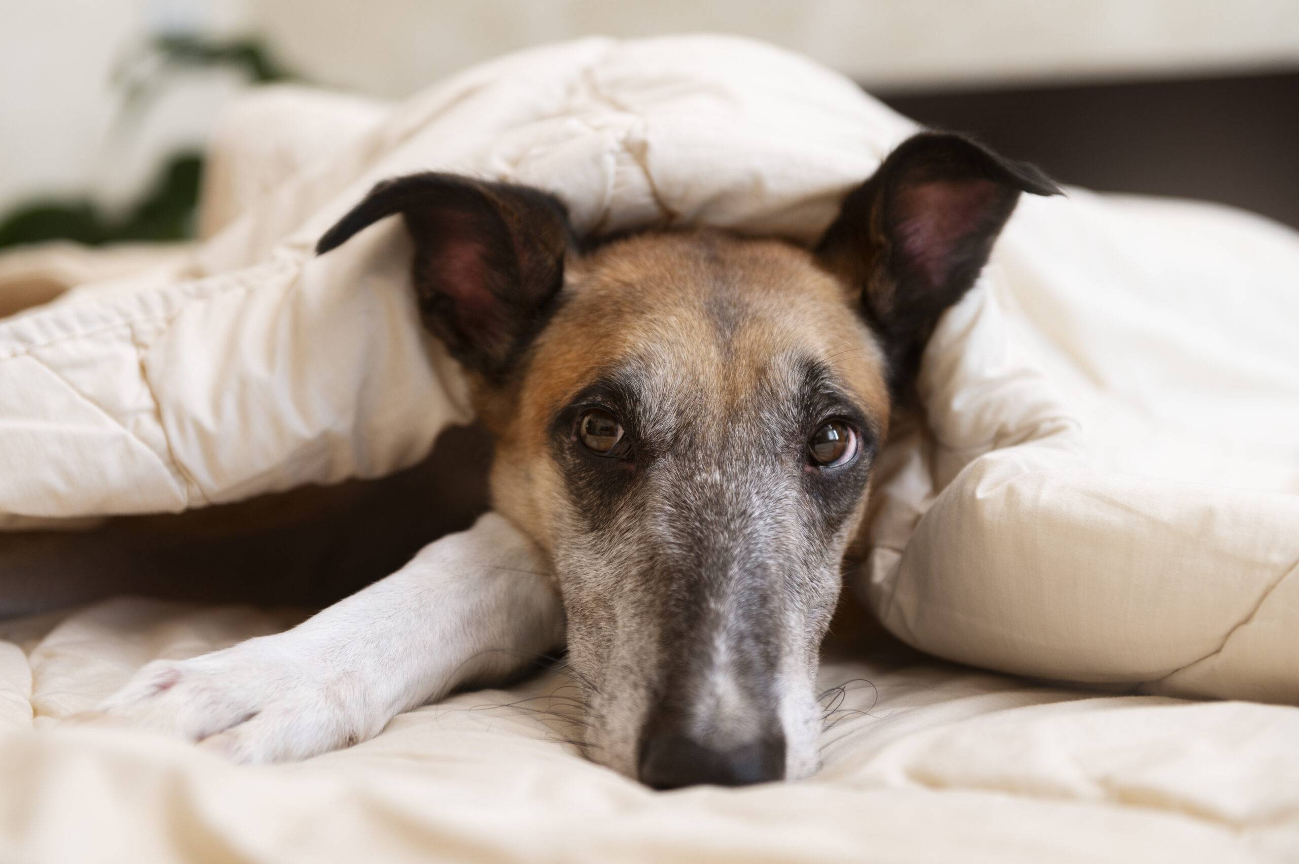 Giardia canina: o que é, sintomas e como tratar essa infecção