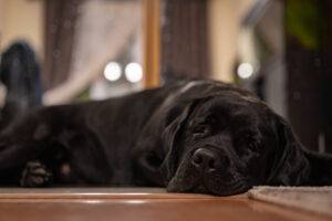 cachorro-gripado