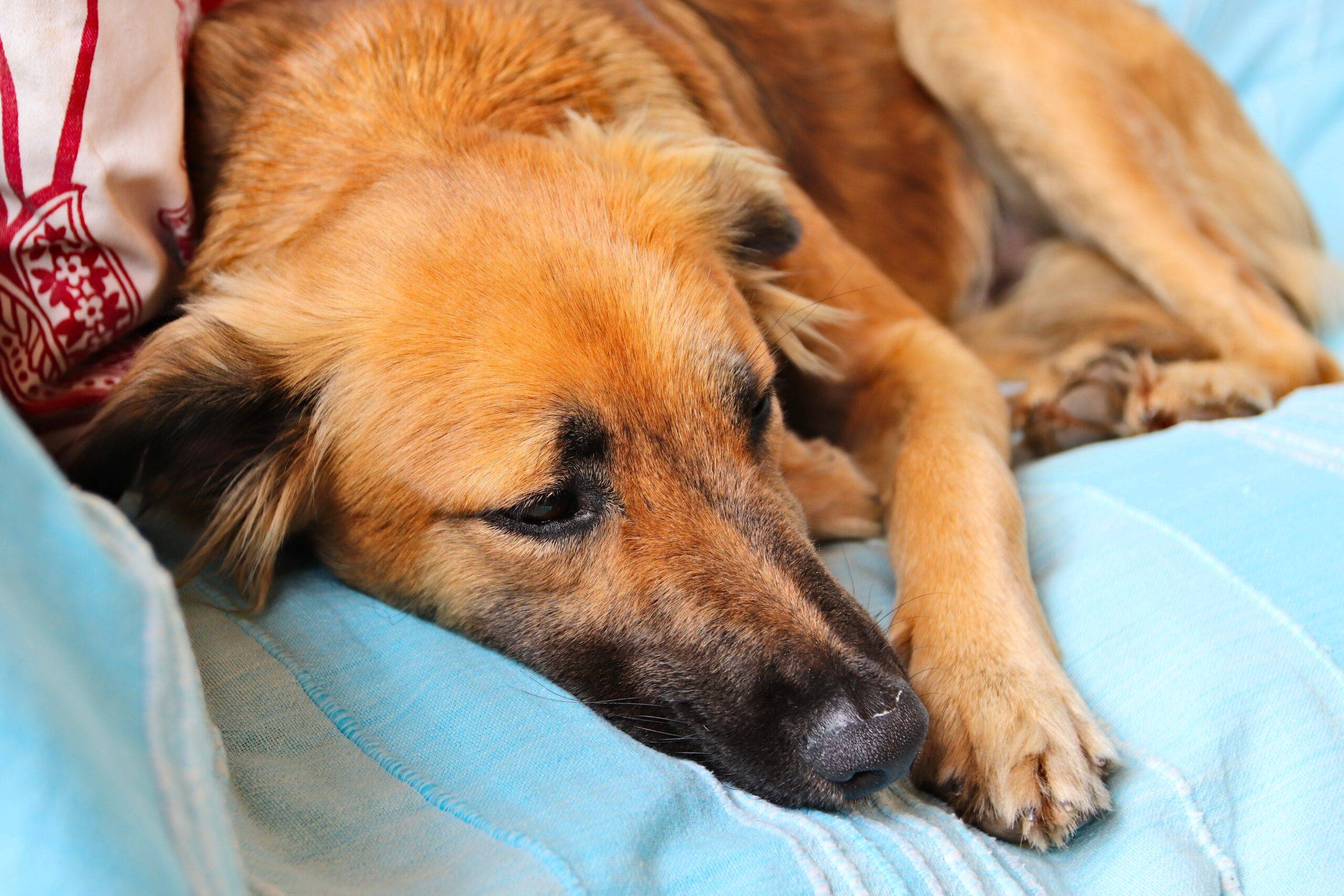 Leishmaniose em cães: tudo o que você precisa saber