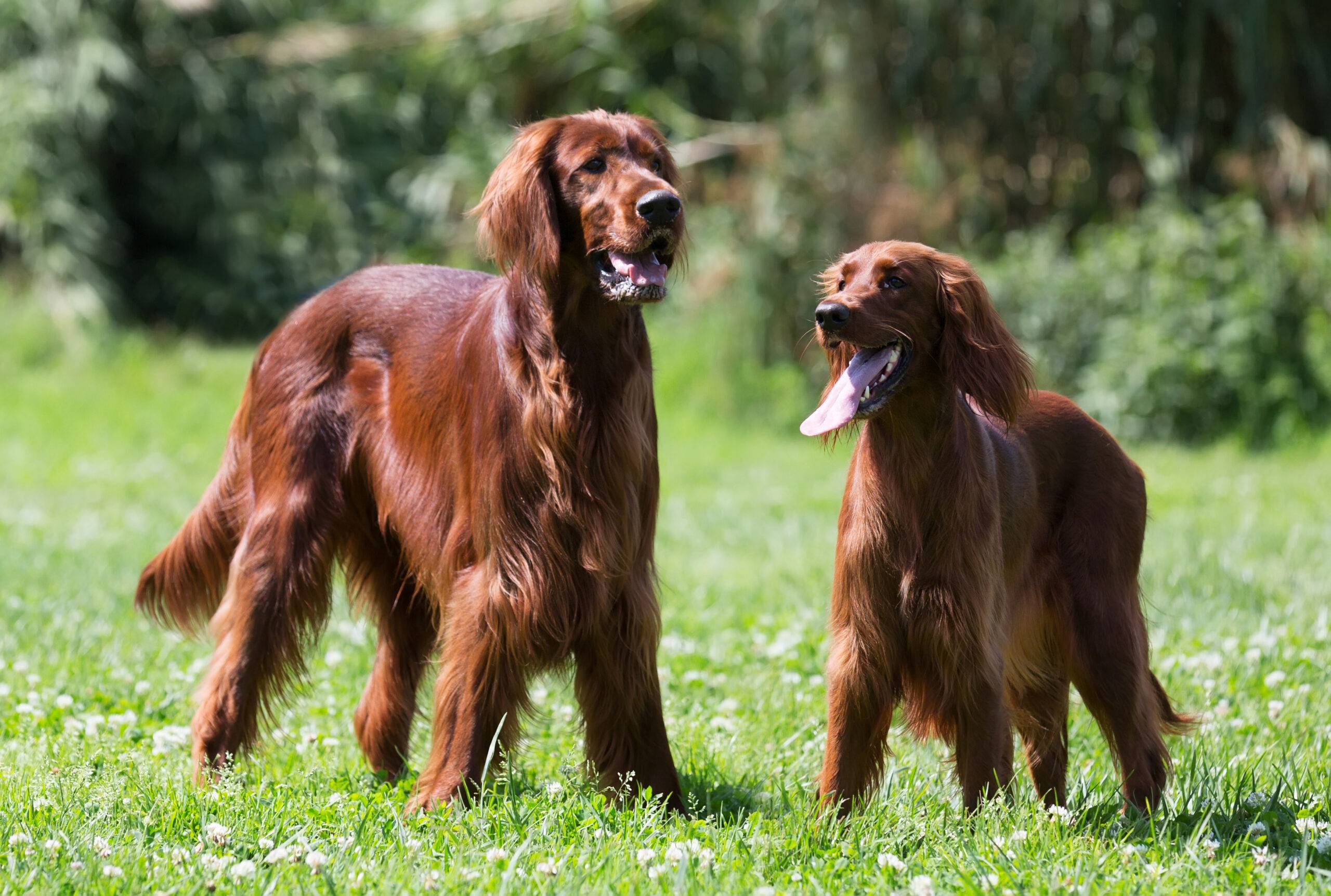 Cachorro peludo grande: principais raças e cuidados