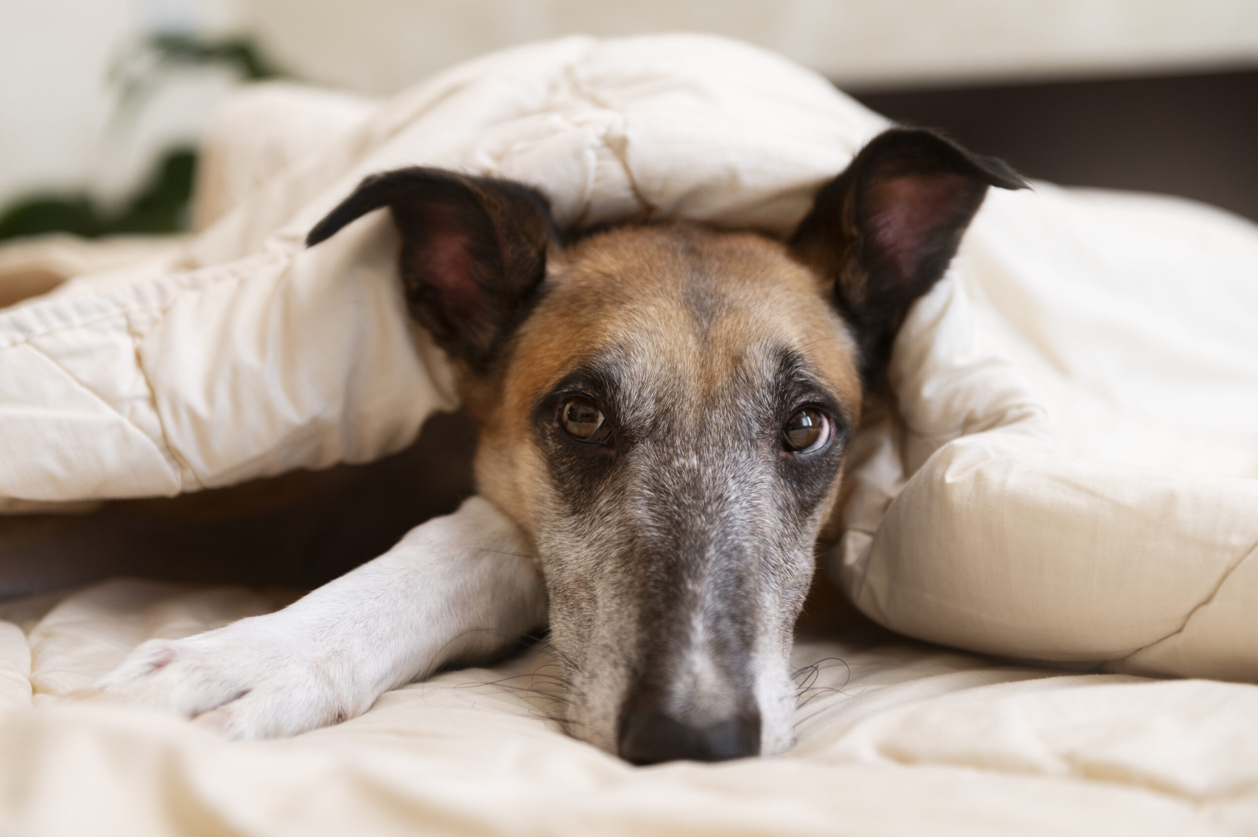Lágrima ácida em cachorro: causas e tratamento