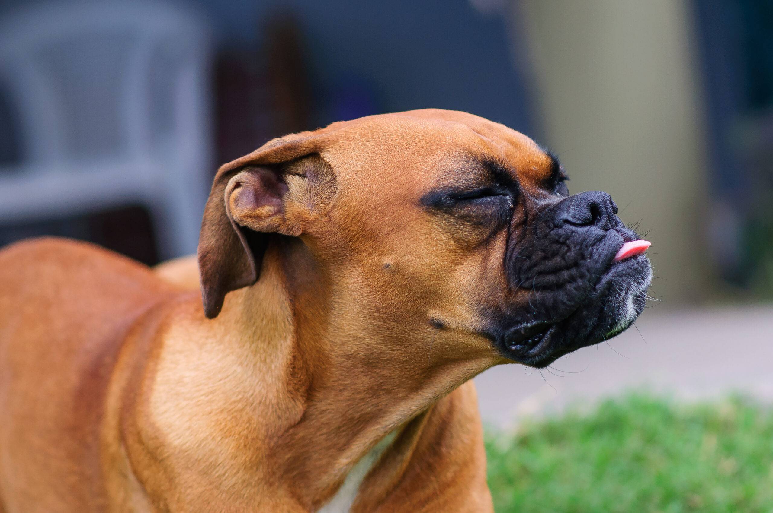 Espirro reverso em cães: entenda se é perigoso
