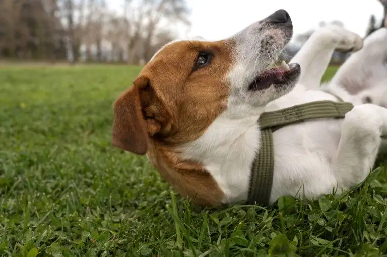 latido-de-cachorro-irritado