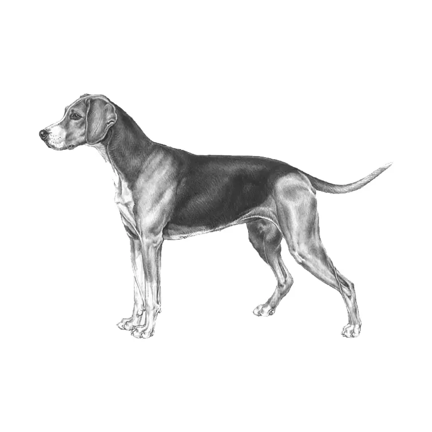dog breed
