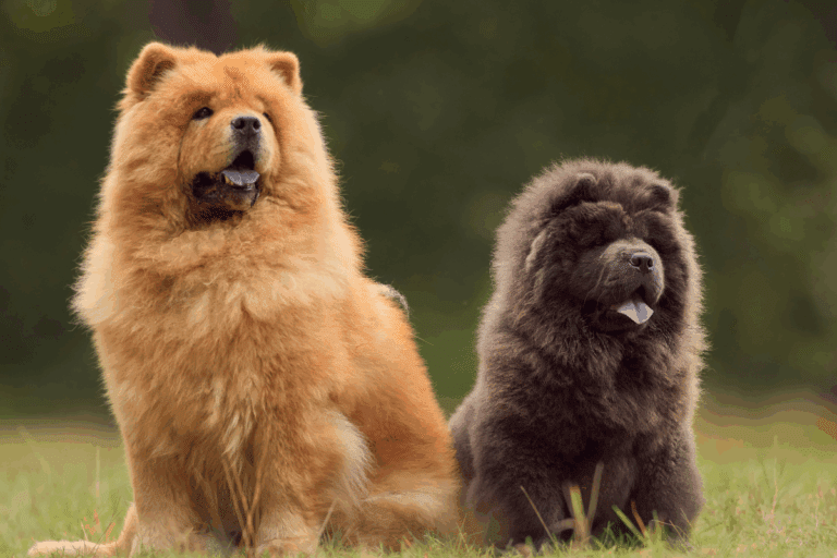 cachorro-chow-chow