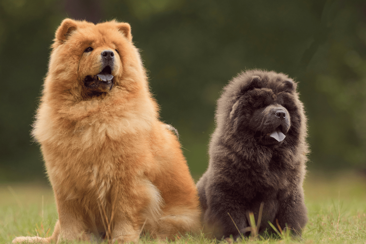 cachorro-chow-chow