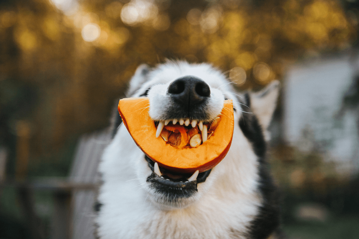 cachorro-pode-comer-manga
