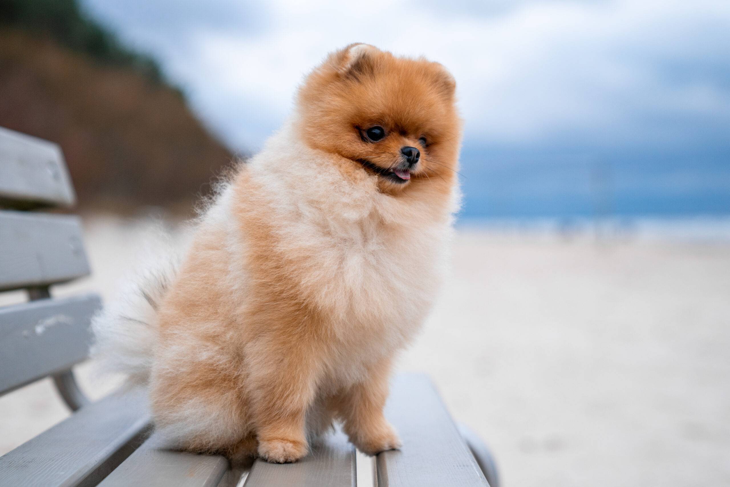 lulu-da-pomerania
