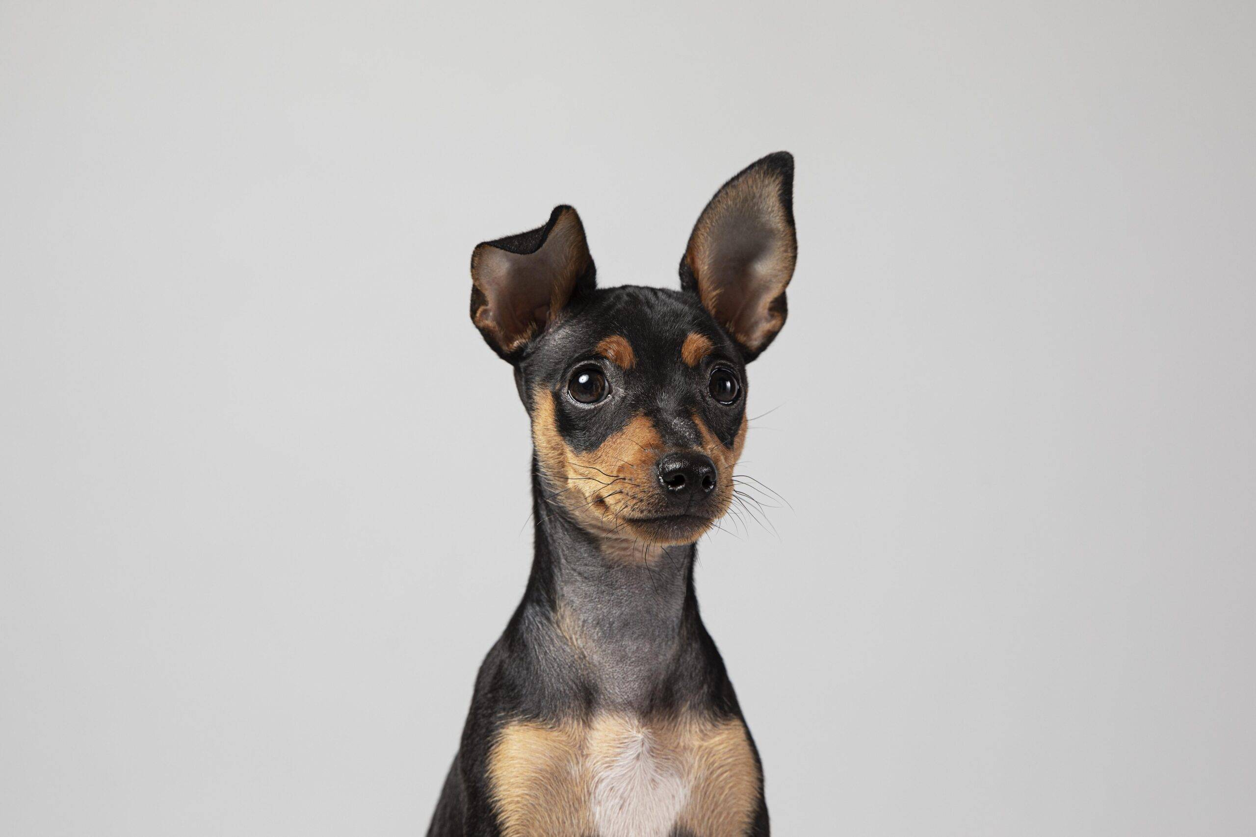 Qual é o cachorro mais perigoso do mundo? 5 raças mais fortes