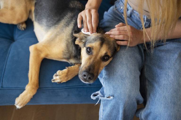 como-tirar-carrapato-de-cachorro