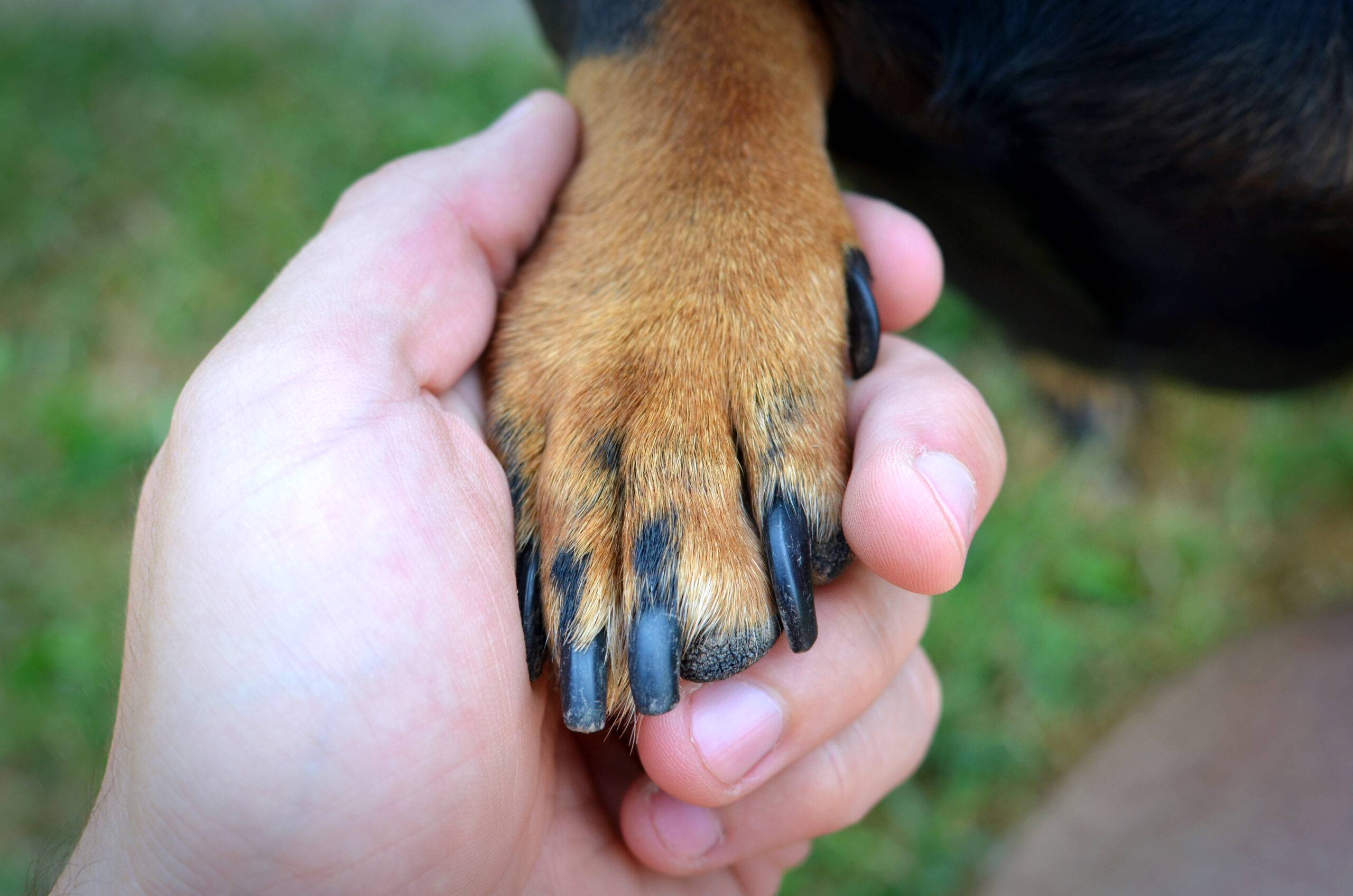 como-cortar-unha-de-cachorro